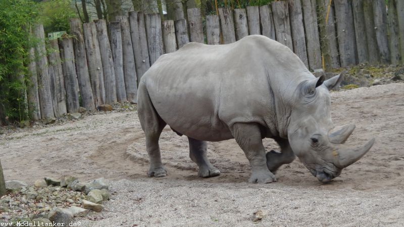 Allwetterzoo Mnster  April 16     HP  2