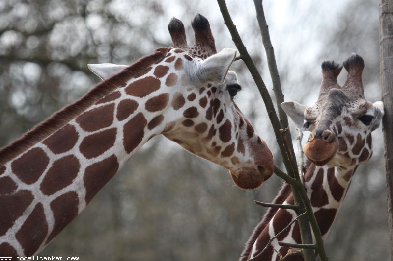 Allwetterzoo Mnster  April 16     HP  20