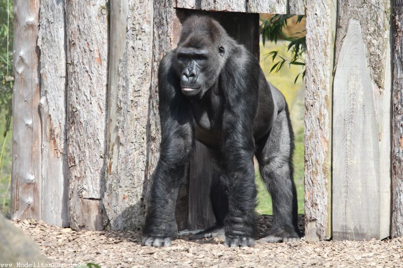Allwetterzoo Mnster  April 16     HP  21