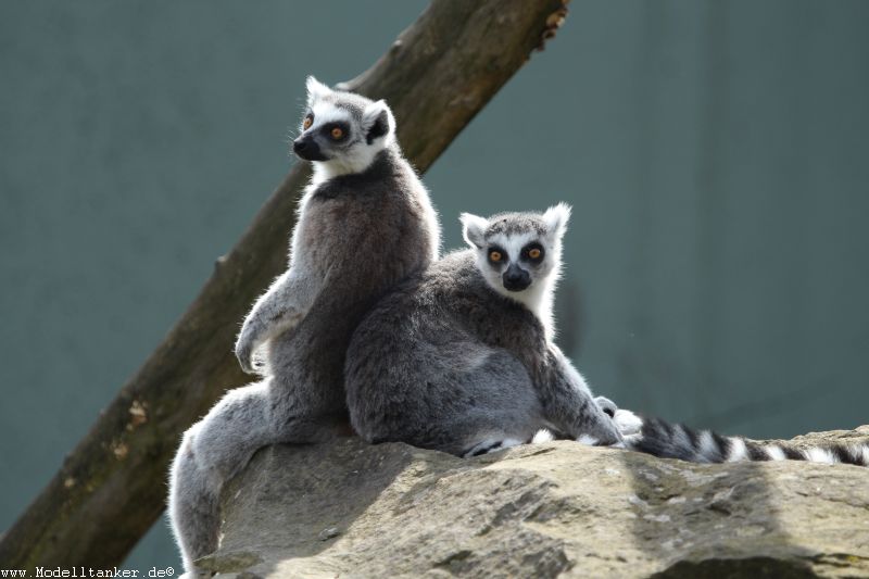 Allwetterzoo Mnster  April 16     HP  22