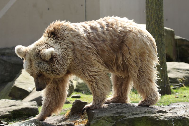 Allwetterzoo Mnster  April 16     HP  24