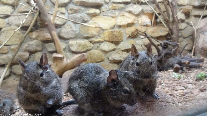 Allwetterzoo Mnster  April 16     HP  3