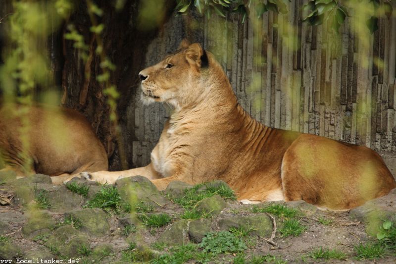 Allwetterzoo Mnster  April 16     HP  9