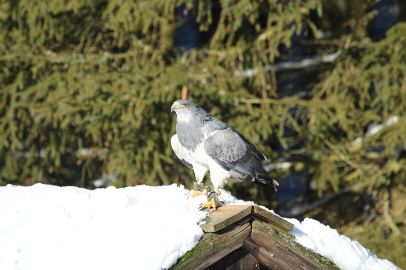 Ausflug Hellenthal Jan . 17 HP   30