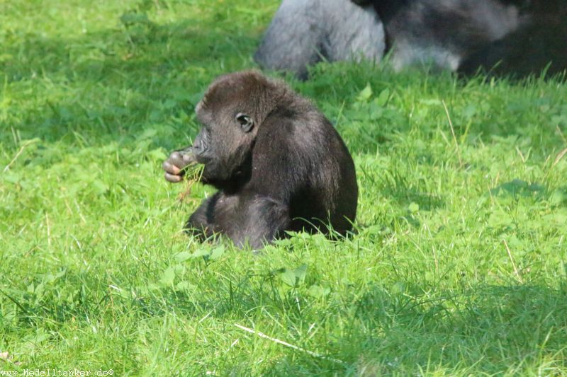 Burgers Zoo 2015   HP  24