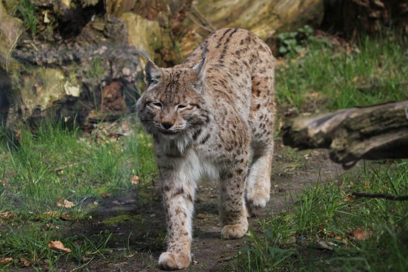 Duisburg Zoo April .2015 HP 6