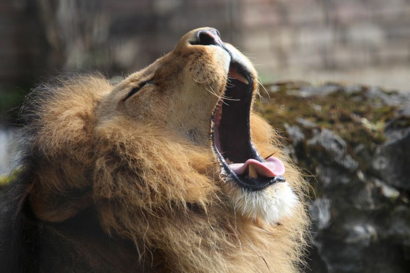 Duisburg Zoo April .2015 HP 8