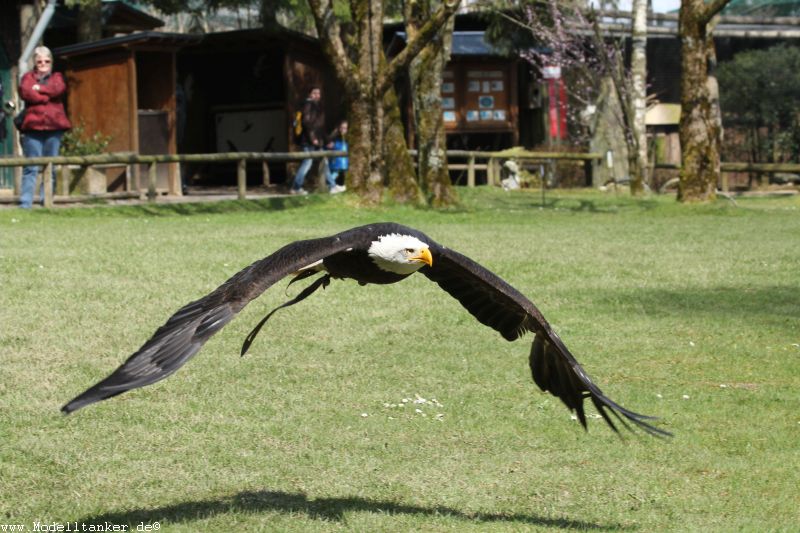 Wildfreigehege Hellenthal  April 16     HP  15