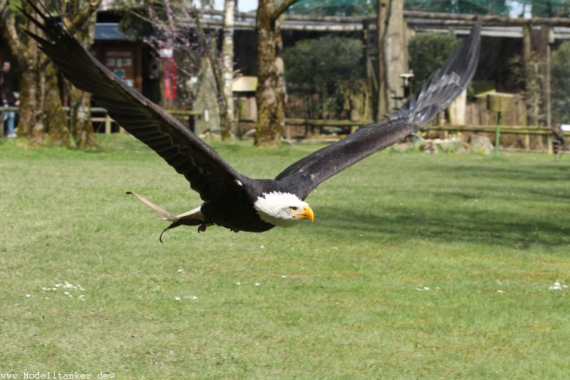 Wildfreigehege Hellenthal  April 16     HP  16