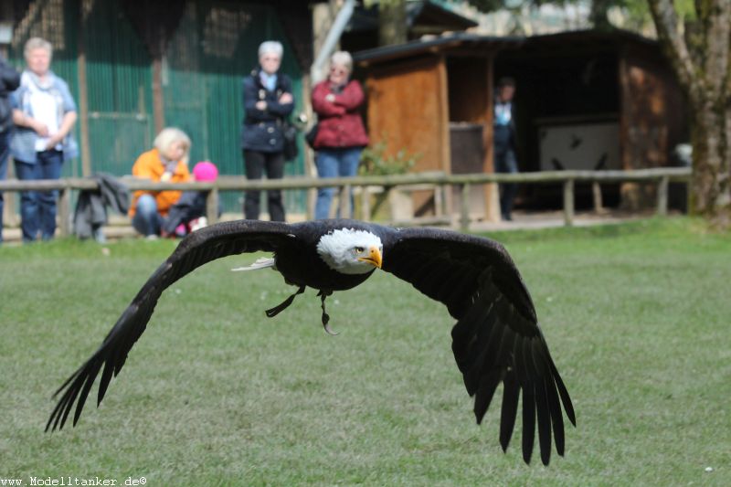 Wildfreigehege Hellenthal  April 16     HP  17