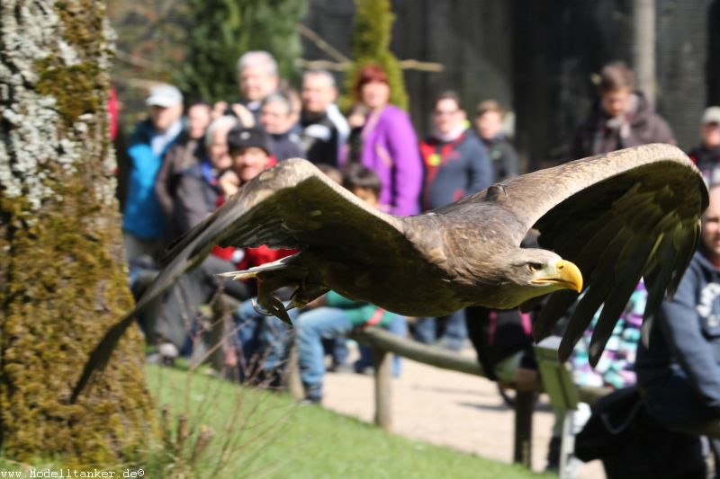 Wildfreigehege Hellenthal  April 16     HP  20