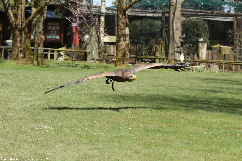 Wildfreigehege Hellenthal  April 16     HP  23