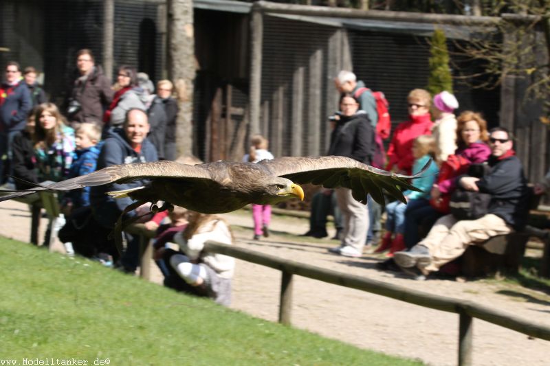 Wildfreigehege Hellenthal  April 16     HP  25