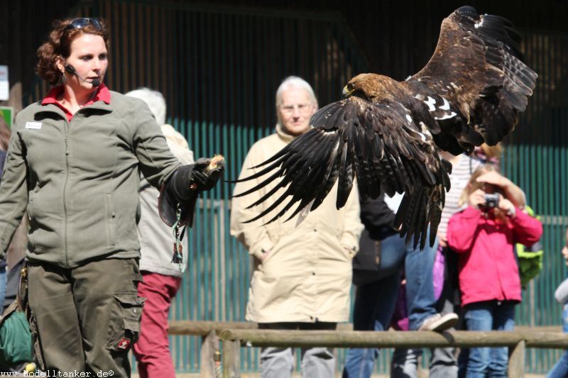 Wildfreigehege Hellenthal  April 16     HP  32