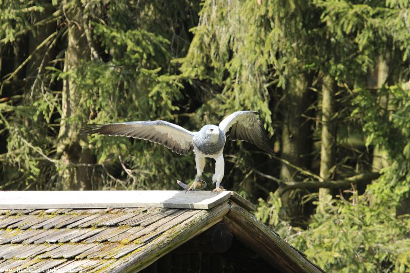 Wildfreigehege Hellenthal  April 16     HP  35