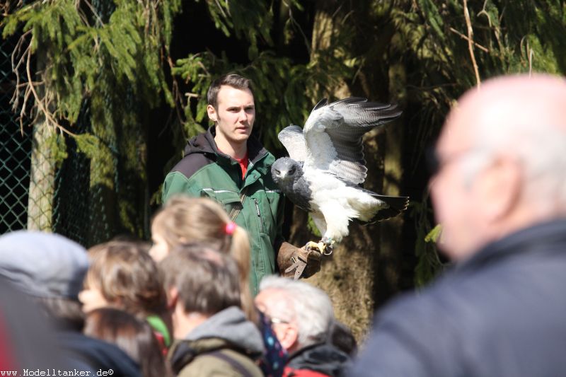 Wildfreigehege Hellenthal  April 16     HP  36