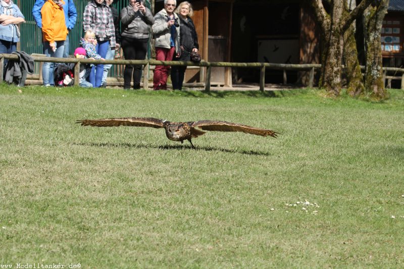 Wildfreigehege Hellenthal  April 16     HP  7