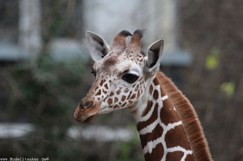 Zoo Kln Dez. 2015    HP  13