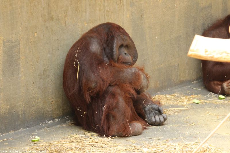 Zoo Krefeld April 16     HP  10