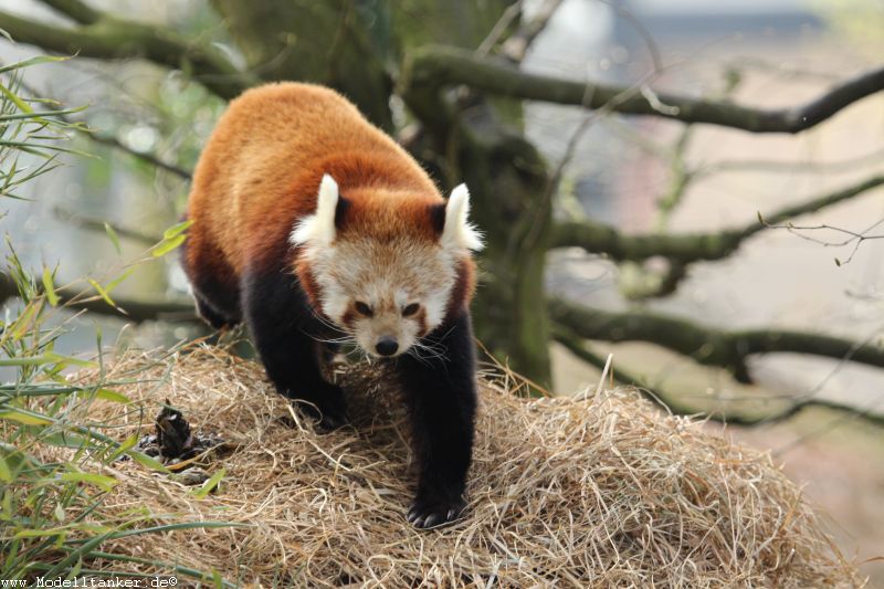 Zoo Krefeld April 16     HP  9